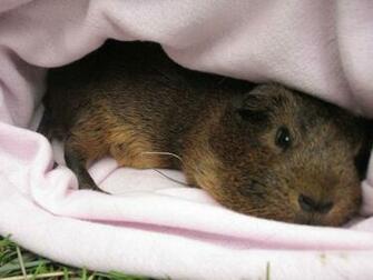 Guinea Pigs Wallpaper