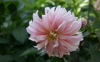 Flower Wallpaper Widescreen