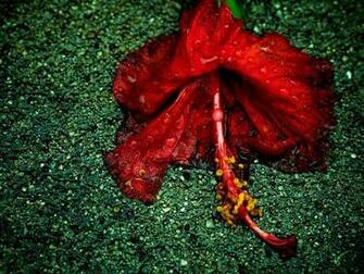 Source Url Wallpaper Brothersoft Red Flower Html