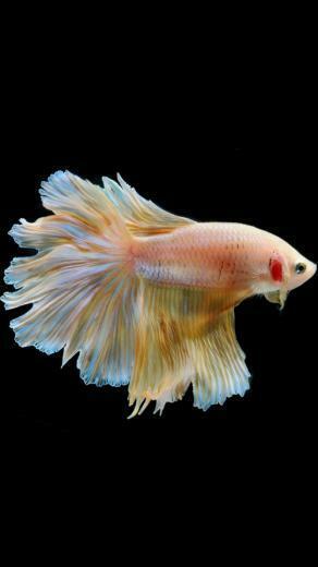 Apple iPhone 6s Wallpaper With Gold Albino Betta Fish In Black