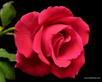 Wallpaper Flower Pictures Red Rose Flowers Gifts Beautiful