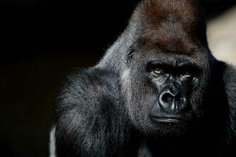 Gorilla HD Wallpaper Pulse