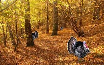 Thanksgiving Wallpaper Desktop
