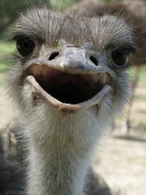 Gallery Animal Wallpaper Mix