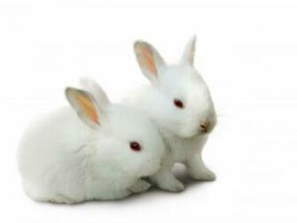 White Rabbit Wallpaper High