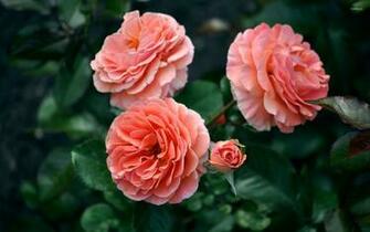 Pale Orange Roses Wallpaper Flower
