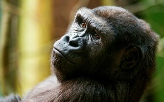 Gorilla Wallpaper