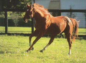Thoroughbred Racing Secretariat Of