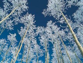 Bing Winter Wallpaper And Screensavers