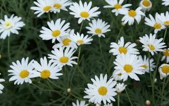 Flower Wallpaper Widescreen