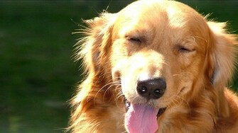 Golden Retriever Wallpaper Ibackgroundwallpaper