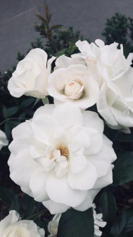 D On Aes P R I S M Flower Phone Wallpaper