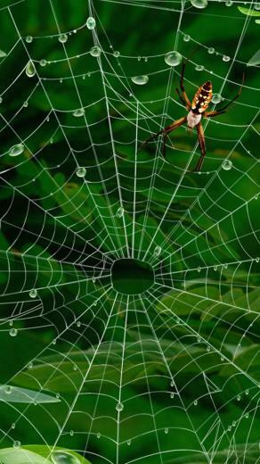Spider Webs iPhone Wallpaper HD
