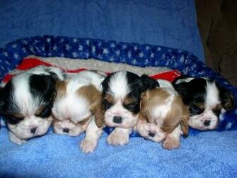 Cute Puppies Pictures Amp Wallpaper Of Dog Breeds