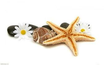 Seashell Spa Treatment Desktop Wallpaper HD