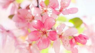 Apple Blossom Wallpaper Top Background