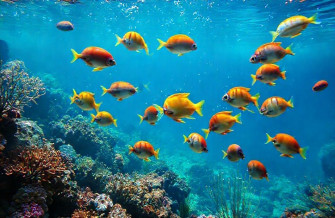 Live Moving Fish Wallpaper