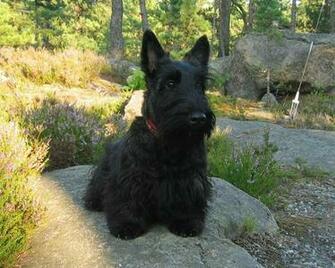 Scottish Terrier Desktop Wallpaper