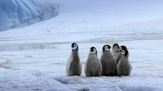 Baby Penguin Wallpaper
