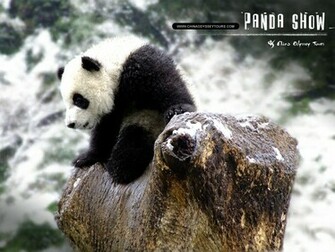 Beautiful Wallpaper Panda Bear