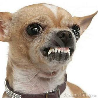 Chihuahua Image Desktop Background For HD Wallpaper Wall