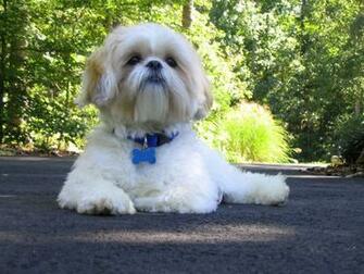 Shih Tzu Jpg