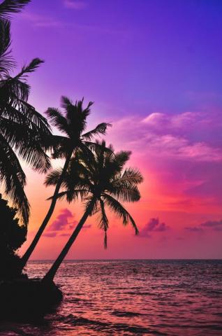 Tropical Wallpaper HD Hq