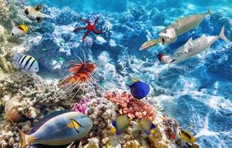 Underwater Fish Ocean Coral Reef Wallpaper Photos Pictures
