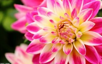 Dahlia Wallpaper Stock Photos