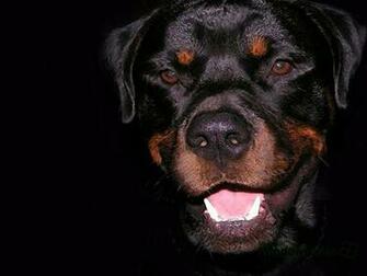 HD Image Rottweiler Collection