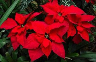 Poinsettia Flower Wallpaper Full Desktop Background