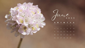 And Customizable Spring Desktop Wallpaper Templates