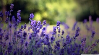 Lavender Flowers Wallpaper Beautiful