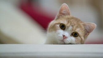 Cat Wallpaper Resolution
