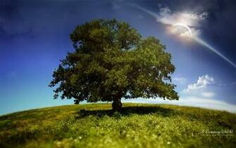 Single Tree In The Green Field Widescreen Wallpaper Wide