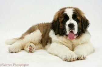 HD Wallpaper Saint Bernard