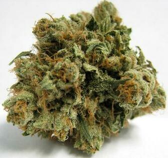 Sour Diesel Plant Image Search Results