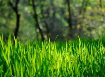 Grass Wallpaper Natural Green Others