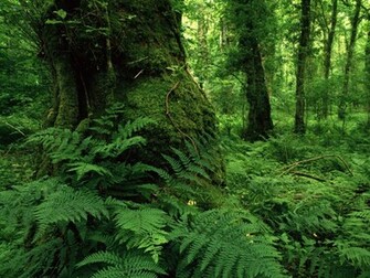 Park Ireland Id Forests Photography Desktop Wallpaper