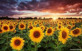 Nature Wallpaper Windows Themes Landscape