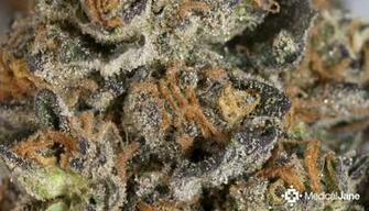 Berner Cookies Related Keywords Suggestions Long