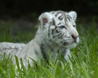 White Tigers Cubs Wallpaper Tiger Cub