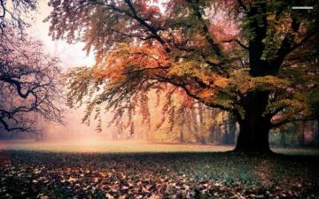 Amazing Autumn Tree Grass Park Wallpaper