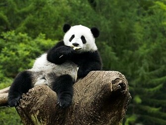 Description Panda Wallpaper HD Is A Hi Res For Pc Desktops