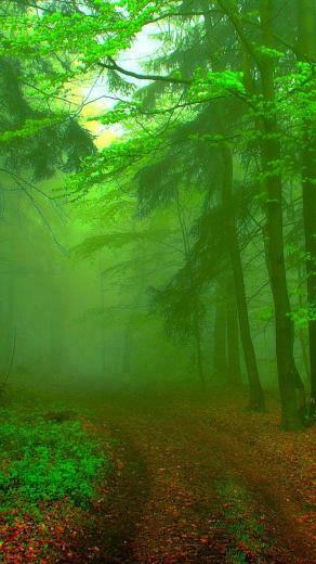 Green Forest Road iPhone Wallpaper HD