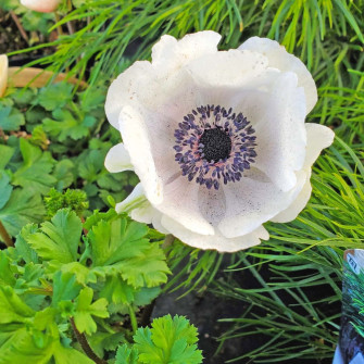 Anemone Flower Picture Wallpaper