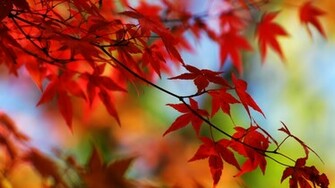Pretty Red Leaves Wallpaper