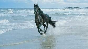 Horses On Beach Wallpaper