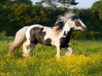 Cute Horses Wallpaper Horse