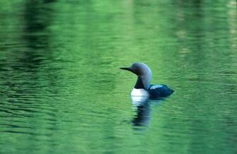 Be Loon To Think Either Will Beat Ohio High Resolution HD Wallpaper